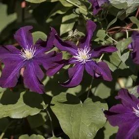 Etoile Violette Clematis (Clematis viticella Etoile Violette) Img 2
